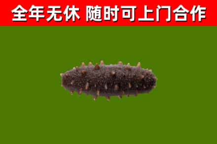 铁岭烟酒回收干海参.jpg